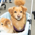 The Benefits of Alternative Healing for Pets: A Veterinarian's Perspective