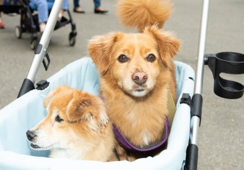 The Benefits of Alternative Healing for Pets: A Veterinarian's Perspective